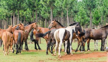 Kaapsehoop Horse Trails | Secure Your Hotel, Self-Catering, or Bed