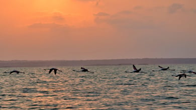 Inhambane (prov) Iron And Board Accommodation 