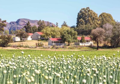 Hazenjacht Karoo Adventures - Tonnelkop