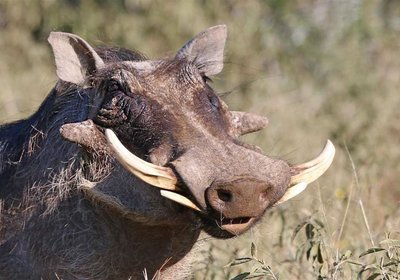 Hadeda Lodge, Mabalingwe