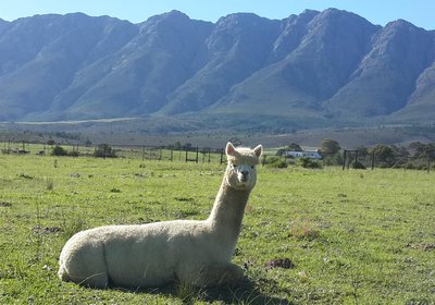 Fynbos Guest Farm & Animal Sanctuary