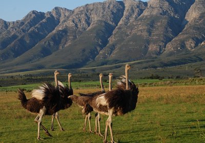 Fynbos Guest Farm & Animal Sanctuary