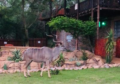 Migrate Kruger View Apartments