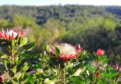 Woodlands Self-catering