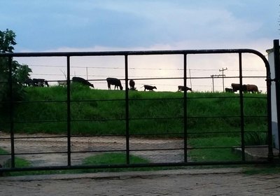 Wild Berry Guest Farm