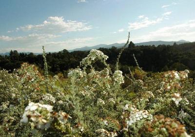 Forest Hills Cottages