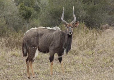 Horseshoe Game Reserve