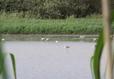 Pelicans Pad @ St Lucia