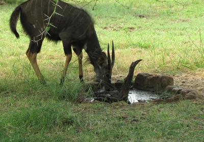 Nkonkoni Fishing Camp