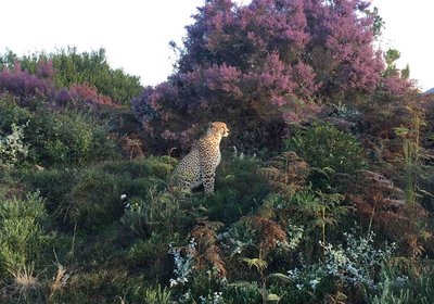 View the cheetahs from the deck