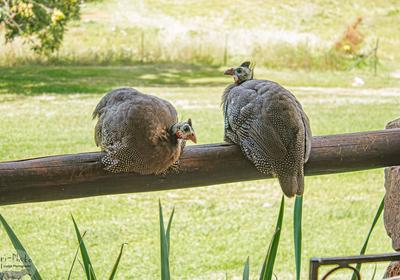 Gunyatoo Trout Farm & Guest Lodge