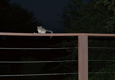 Hoedspruit Wildlife Estate (Indlovu Lodge)