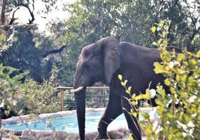 Baluleni Safari Lodge