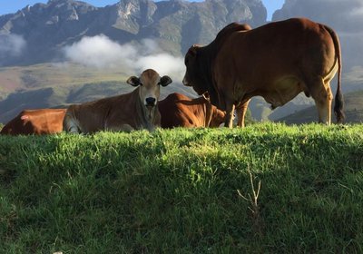 Leeurivier Onder Die Hoogte 