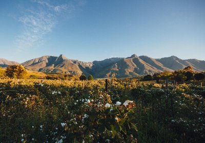 Wildebraam Berry Estate