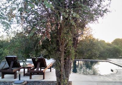 Leadwood Tree Safari Lodge