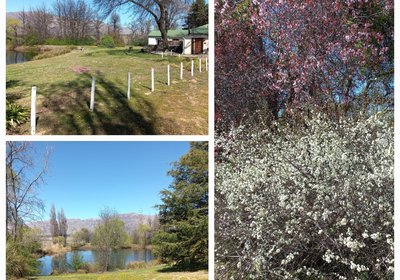 Klondyke Cherry Farm