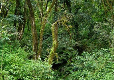 Magoebaskloof Adventures