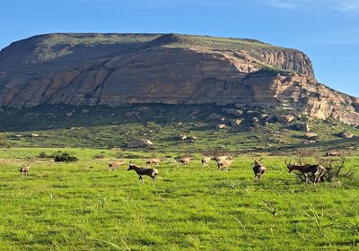Mount Everest Guest Farm