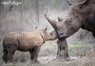 iHolidays - iBhubesi Lodge