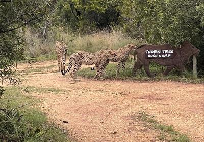 Thorn Tree Bush Camp - Tented camps and cabins