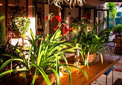 Ebonymoon Guest House & Studio