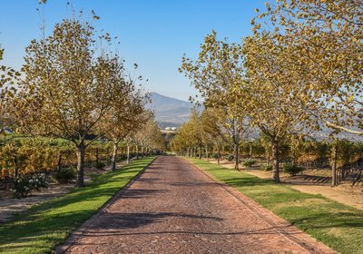 Under Oaks - The Vineyard Suites