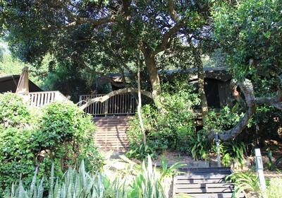 The Wild - in Wilderness