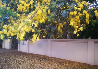 Tree Aloe Guesthouse