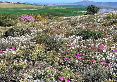 The Lazy Daisies Lofts