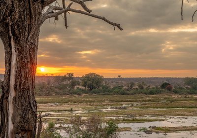 Foxy Crocodile Bush Lodge & Kruger Safaris