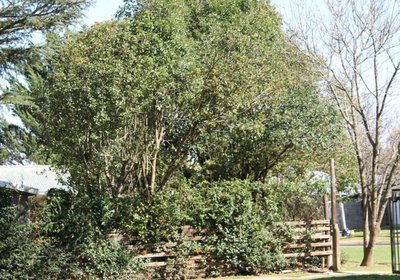 The Tree House Bed & Breakfast