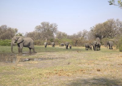 Khwai Game Lodge and Campsite