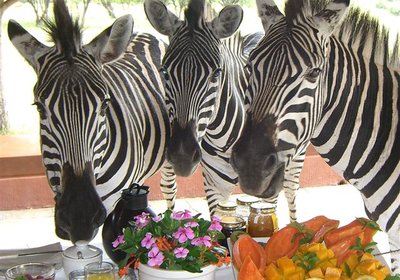 Zebras at breakfast table