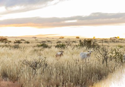 White House Guest Farm