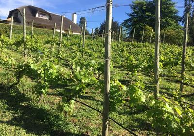 Windrush on Hogsback