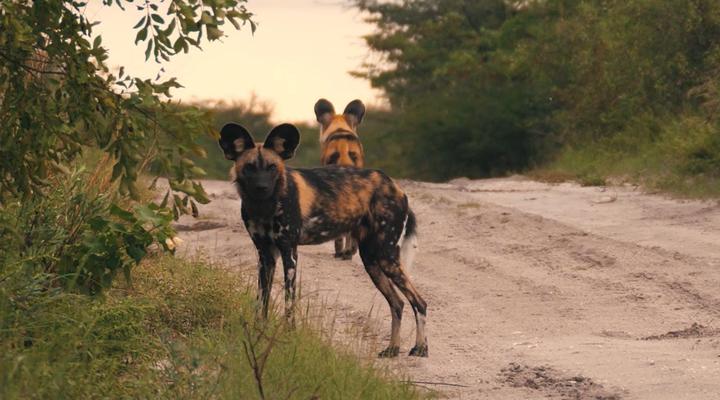 AfriCamps at Mackers