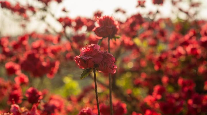 AfriCamps Magoebaskloof