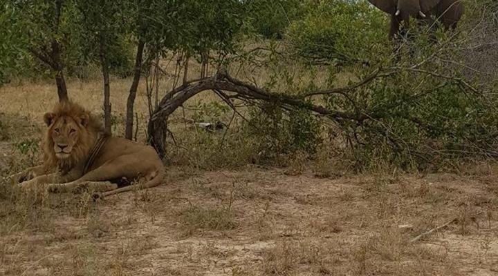 Kierieklapper Bush Lodge - Kruger