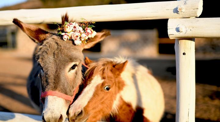 Hakuna Matata Adventures