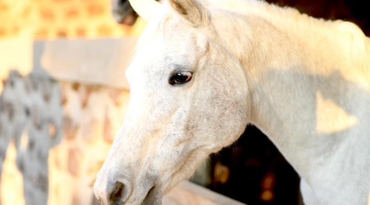 Hakuna Matata Adventures