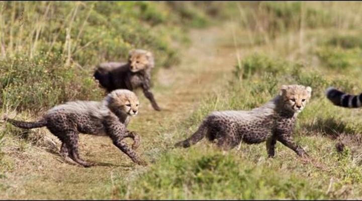 Leeuwenbosch Shearer's Lodge - Amakhala Game Reserve