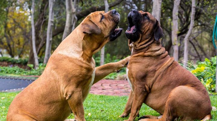 Devondale Guesthouse & Function Venue