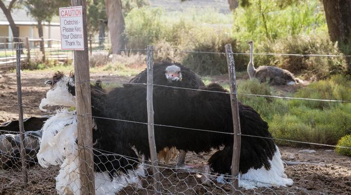 Bakenskraal Ostrich Palace