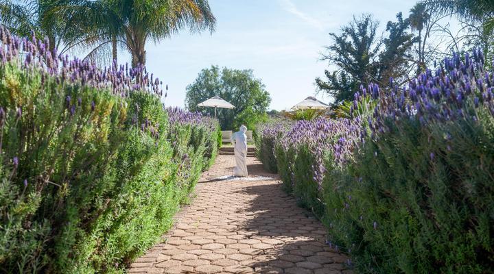 Bakenskraal Ostrich Palace