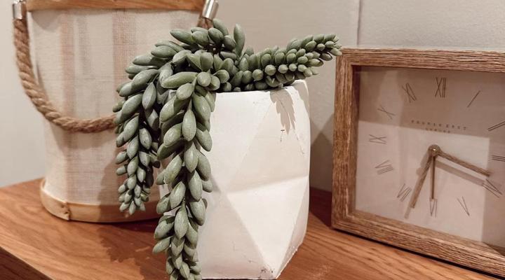 Wild Olive Collection