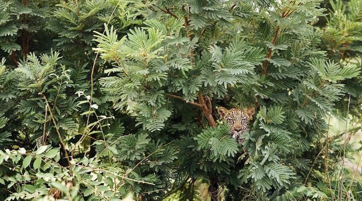 Tanda Tula Safari Camp