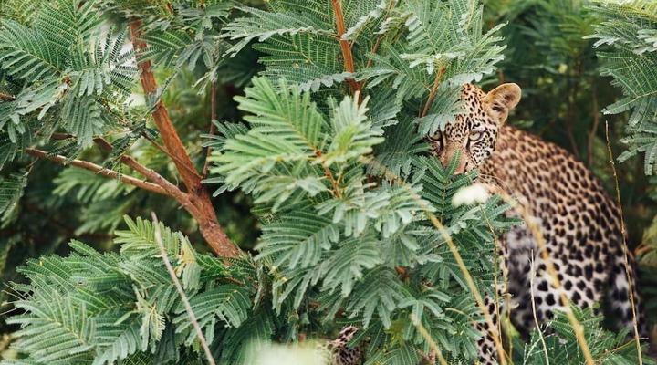 Tanda Tula Safari Camp