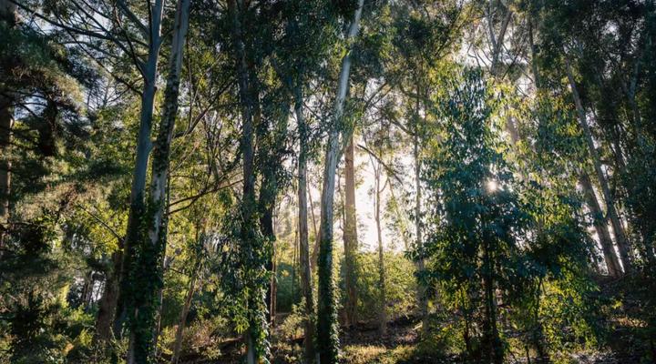 The Little Black Box