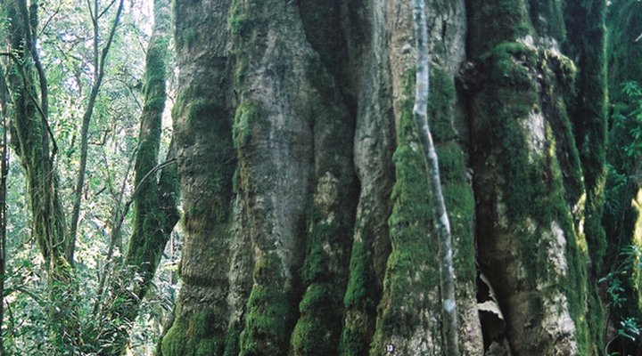 Kurisa Moya Nature Lodge